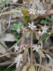Sedum cepaea