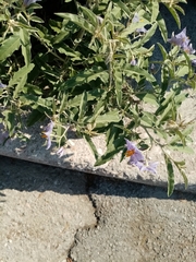 Solanum elaeagnifolium