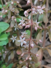 Sedum cepaea