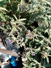 Solanum elaeagnifolium
