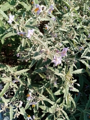 Solanum elaeagnifolium