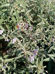 Solanum elaeagnifolium