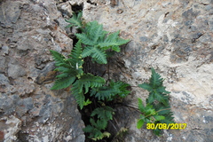 Notholaena sulphurea