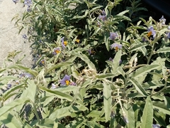 Solanum elaeagnifolium