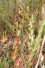 Anacamptis coriophora