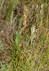 Anacamptis coriophora