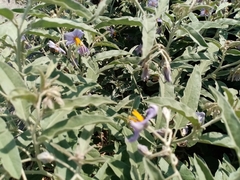 Solanum elaeagnifolium