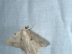 Aeolochroma quadrilinea