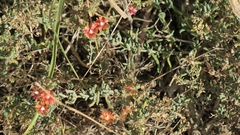 Delosperma multiflorum