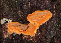 Gloeoporellus merulinus