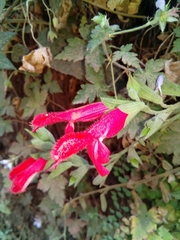 Salvia fulgens
