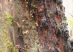 Gloeoporellus merulinus