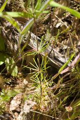 Leptosiphon montanus