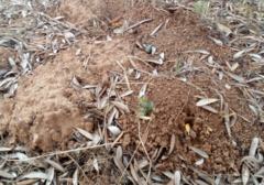 Microtus duodecimcostatus