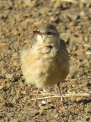 Plain-Backed Pipit photo 5