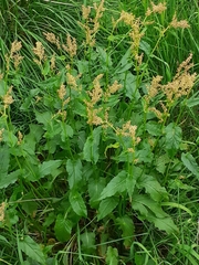 Rumex arifolius