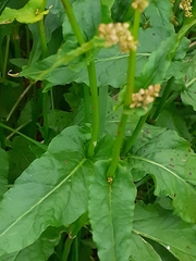 Rumex arifolius
