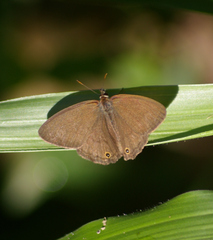 Euptychoides