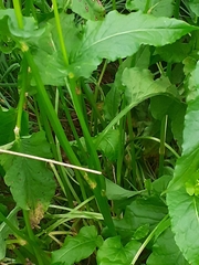 Rumex arifolius