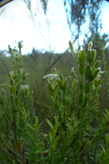 Gnidia caniflora