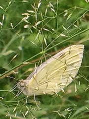 Pieris napi