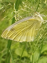 Pieris napi