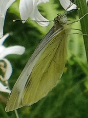 Pieris napi