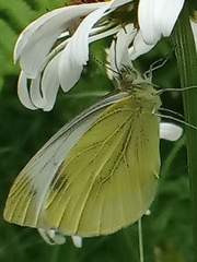 Pieris napi