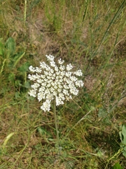 Daucus carota