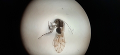 Lachesillidae