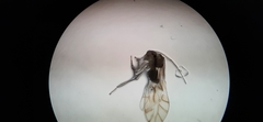 Lachesillidae