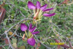 Bauhinia ramosissima