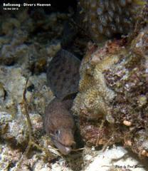 Gymnothorax zonipectis