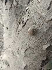 Platypleura kaempferi