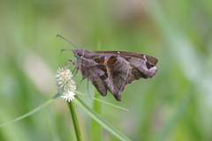 Chioides