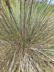 Juncus acutus
