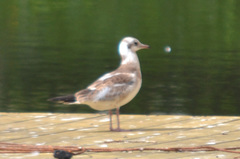 Chroicocephalus ridibundus