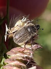 Hymenoplia
