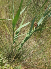 Phragmites australis