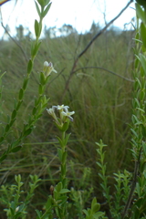 Gnidia caniflora