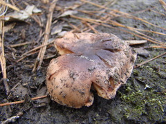 Tricholoma pessundatum