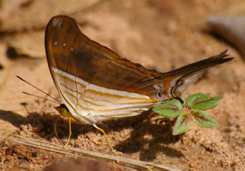Many-banded Daggerwing