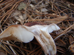 Tricholoma pessundatum