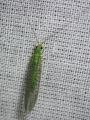 Mallada tripunctatus