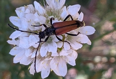 Cribroleptura otini