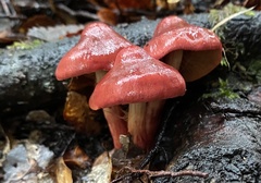 Cortinarius cardinalis