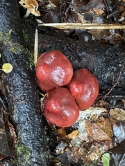 Cortinarius cardinalis