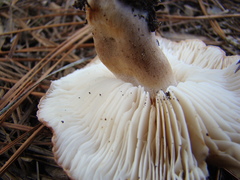Tricholoma pessundatum