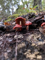 Cortinarius cardinalis