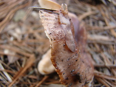 Tricholoma pessundatum